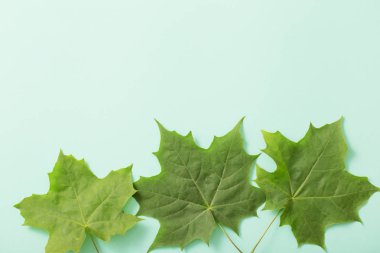 Kağıt arkaplanda yeşil yapraklar