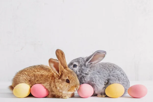 Bunnyes Com Ovos Páscoa Fundo Branco — Fotografia de Stock