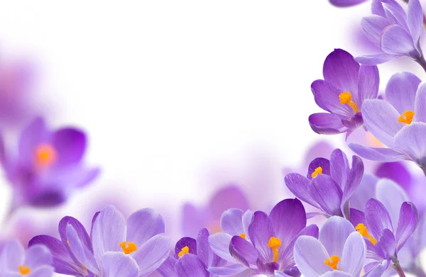 Spring Flowers White Background — Stock Photo, Image