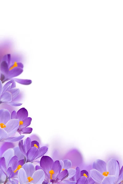 Spring Flowers White Background — Stock Photo, Image