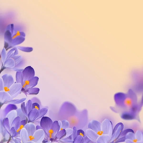 Flores Primavera Crocus Violeta — Fotografia de Stock