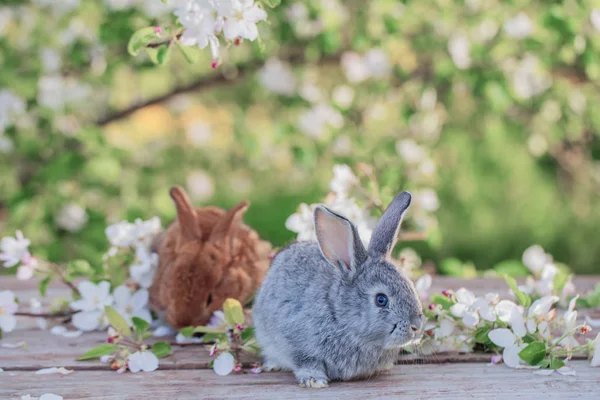 Pequeno Coelho Pomar Primavera — Fotografia de Stock