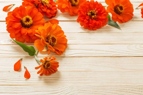 Zinnia Arancione Sfondo Legno — Foto Stock