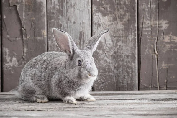 Lapin Sur Vieux Fond Bois — Photo