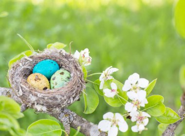 Paskalya yumurta yuvada açık