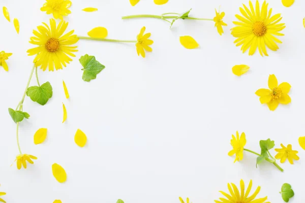 白い背景の黄色い花 — ストック写真