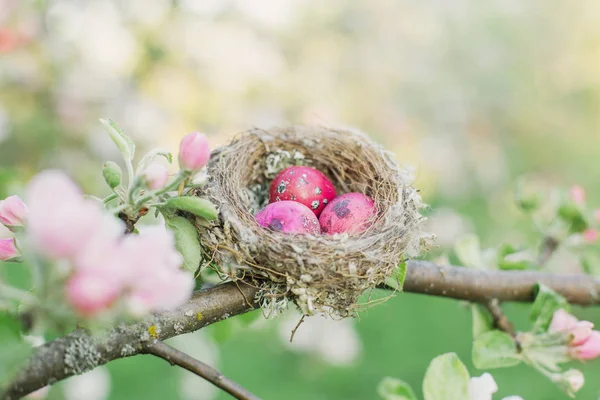 Uova Pasqua Rosa Nel Frutteto Primaverile — Foto Stock