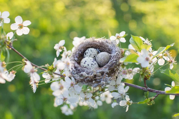 屋外の巣の中の卵 — ストック写真