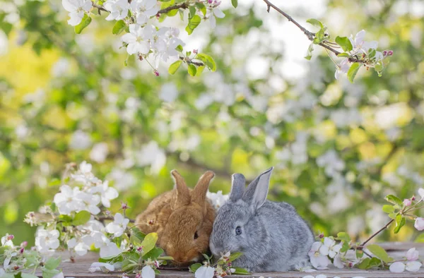 Kleine Konijn Voorjaar Boomgaard — Stockfoto