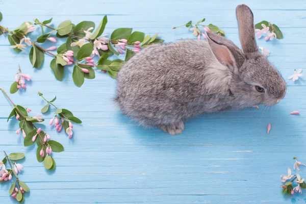 Lapin Avec Des Fleurs Sur Fond Bois Bleu — Photo