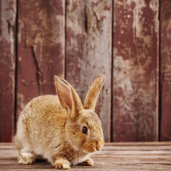 Lapin Sur Vieux Fond Bois — Photo