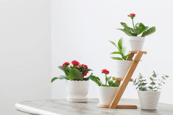 Plantas de interior contra pared blanca en mesa de madera — Foto de Stock