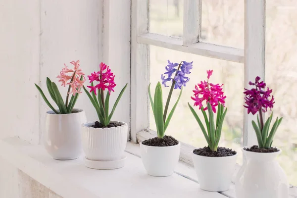 Spring flowers on windowsill — Stock Photo, Image