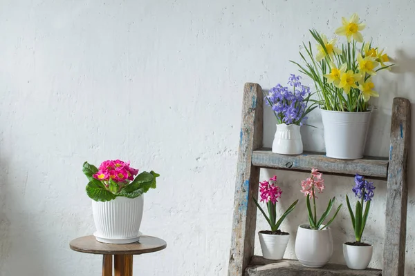 Spring flowers on background old white wall — Stock Photo, Image