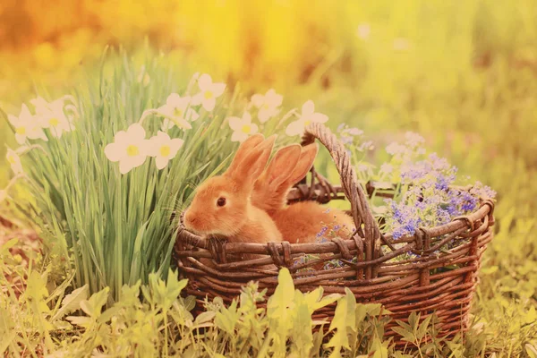 Red rabbits in basket outdoor — Stock Photo, Image