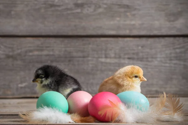 Húsvéti tojás fa háttér csirke — Stock Fotó