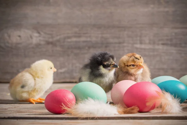 Pollo con uova di Pasqua su sfondo di legno — Foto Stock