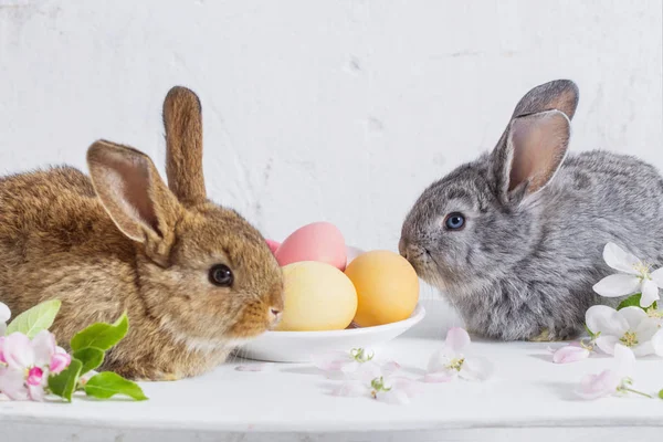 Lapin avec des œufs de Pâques sur fond blanc — Photo