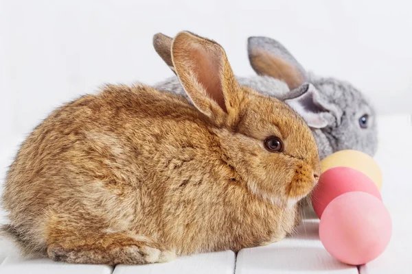 Bunnyes met Pasen eieren op witte achtergrond — Stockfoto