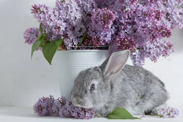 Easter rabbit with lilac in vase on white background — Stock Photo, Image