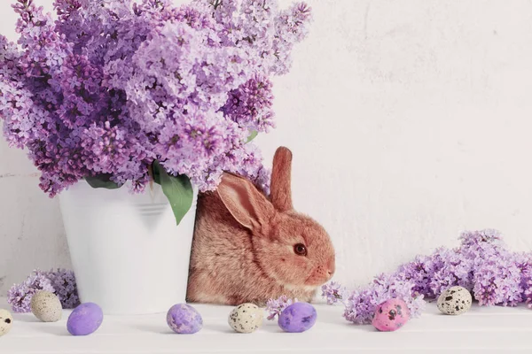 Coelho de Páscoa com lilás em vaso sobre fundo branco — Fotografia de Stock