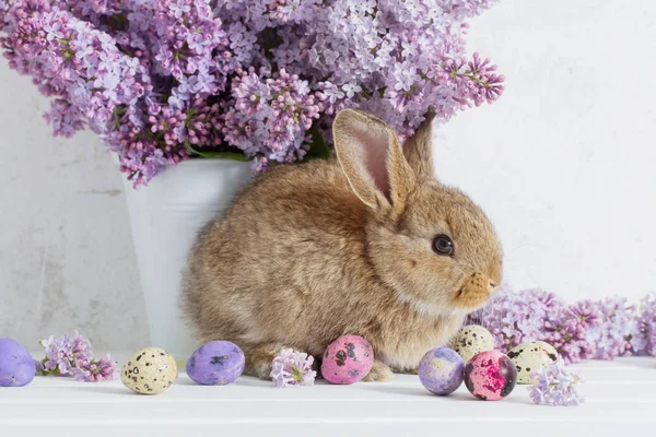Conejo de Pascua con lila en jarrón sobre fondo blanco —  Fotos de Stock