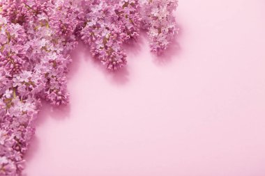 Kağıt arka plan üzerinde güzel lilak