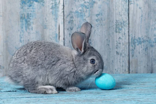 Easter egg with bunny on blue old wooden background — Stock Photo, Image
