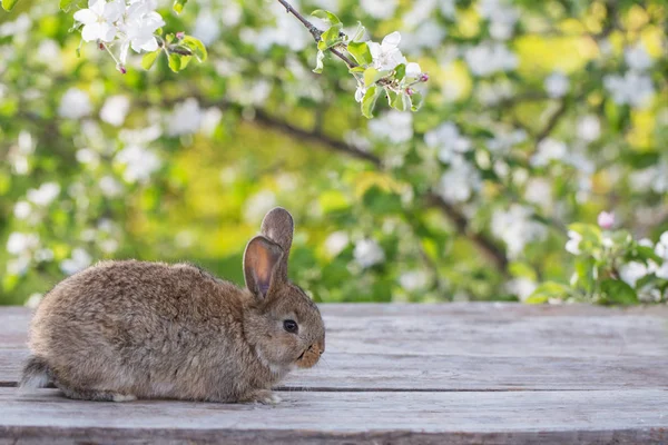 Little rabbit in spring orchard — Stock Photo, Image