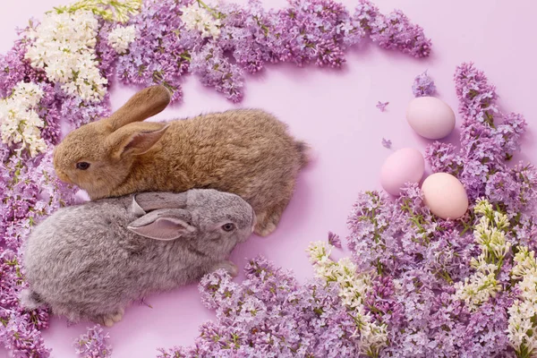 Nyuszi, tojás és a lila, a rózsaszín háttér — Stock Fotó