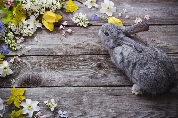 Bunny with spring flowers on old wooden background — Stock Photo, Image