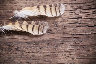 Ahşap arka plan üzerinde bir kuş tüyleri