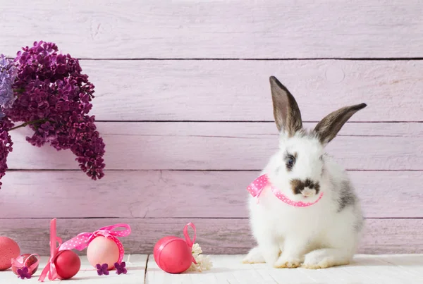 Conejito Pascua Huevos —  Fotos de Stock