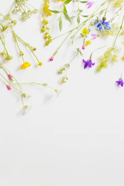 Літні квіти на білому паперовому фоні — стокове фото