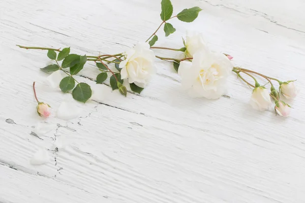 Roses on white wooden background — Stock Photo, Image