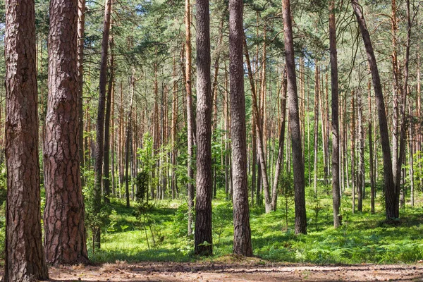 Floresta de pinheiro em um dia ensolarado de verão — Fotografia de Stock