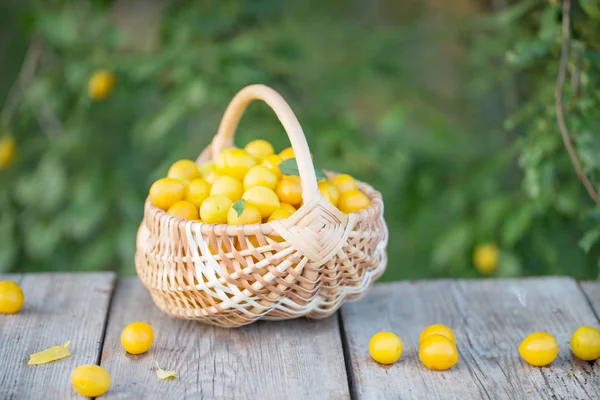 Żółte śliwki w koszyku na drewniany stół ogrodowy — Zdjęcie stockowe