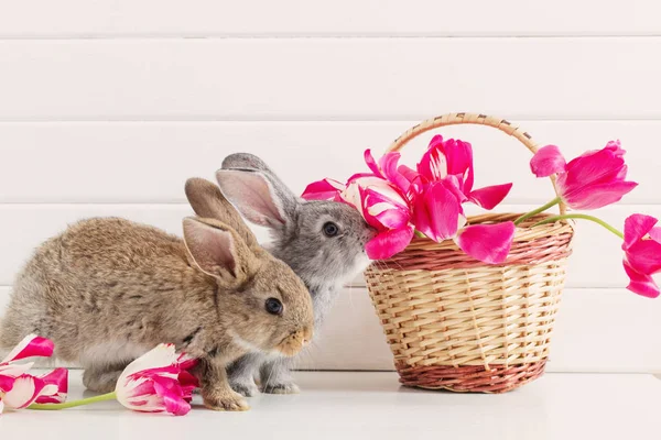 Bunnyes 和粉红色郁金香在白色背景 — 图库照片