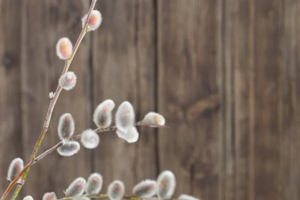 Grenar av blommande Salix på trä bakgrund — Stockfoto