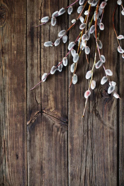 Grenar av blommande Salix på trä bakgrund — Stockfoto