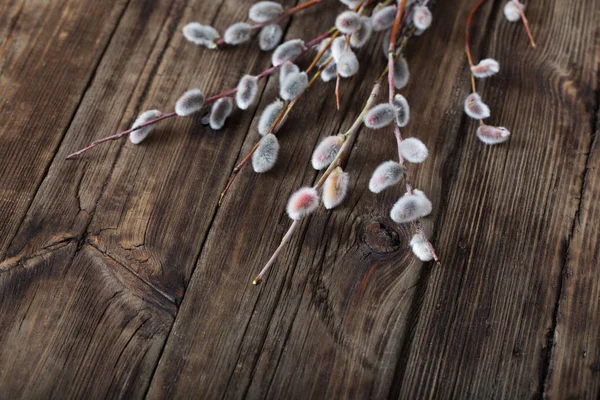 Rami di salice fiorito su sfondo di legno — Foto Stock