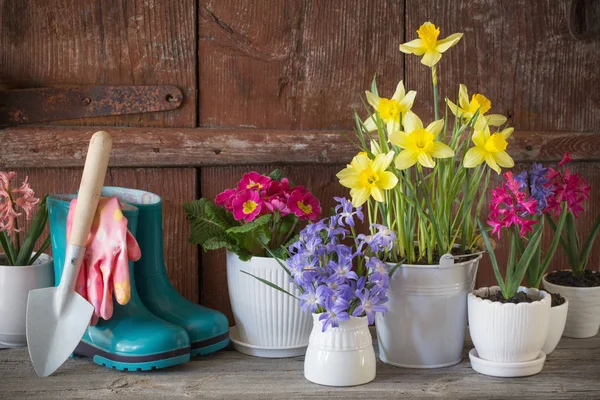 Gardening tools and spring flowers on wooden background — Stock Photo, Image