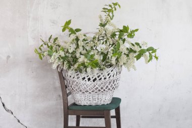 kuş-kiraz çiçekleri sepeti arka plan eski duvar üzerinde