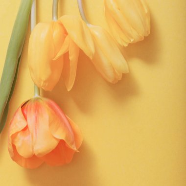 Sarı kağıt arka plan üzerinde Sarı laleler