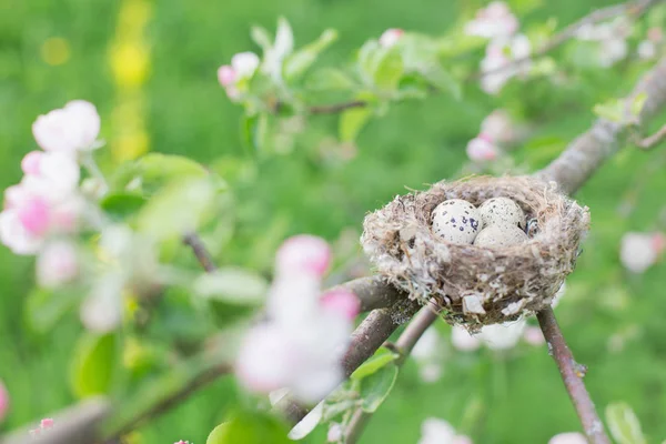 Huevos en nido al aire libre —  Fotos de Stock