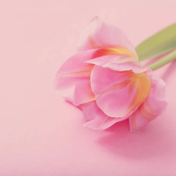 분홍색 종이 배경에 있는 아름다운 분홍빛 튤립 — 스톡 사진