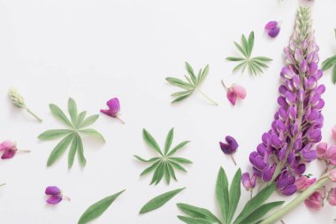 Beyaz arka plan üzerinde acı bakla çiçekler