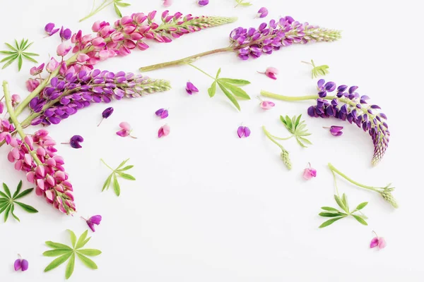 Lupine flowers on white background — Stock Photo, Image