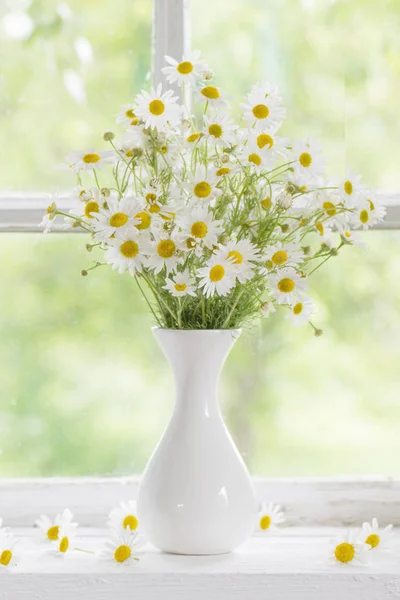 Kamille i vase på vinduskarm – stockfoto