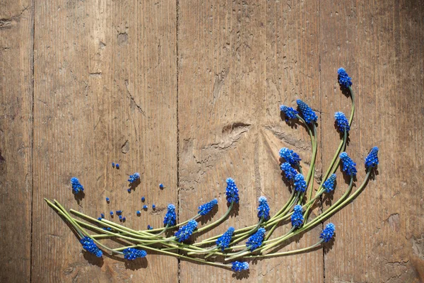 Muscari květiny na staré dřevěné pozadí — Stock fotografie